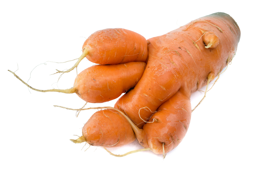 Soil-Borne Pathogens Can Cause Plant Blight and Disease